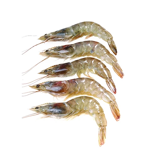 Рачки сырые